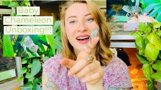 Unboxing Baby Nosy Be Panther Chameleon [upl. by Entwistle]