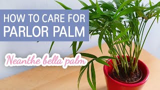 How To Care For Parlor Palm Chamaedorea elegans  Neanthe Bella Palm Care Tips [upl. by Westlund]