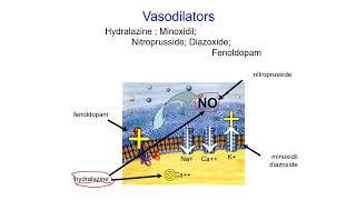 Pharmacology Online  Vasodilator [upl. by Terej]