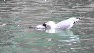 Seagull drowns pigeon Brutal nature [upl. by Vanessa840]