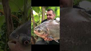 Wildlife Short Red Bellied Pacu [upl. by Nomyar]