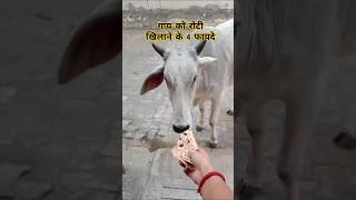 गृह क्लेश कोसों दूर cowlovers cowroti cow gaumaata gausevak astrology love facts motivation [upl. by Tamarra564]