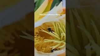 HOW BEES POLLINATE A FLOWER [upl. by Cj]