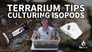 Terrarium Tips Culturing Isopods [upl. by Dearden]