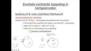 Fysiologie van het cardiovasculair systeem les 2 excitatiecontractie koppeling in hartspiercellen [upl. by Oizirbaf675]