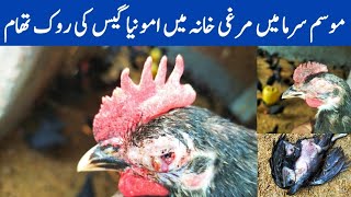 Tips to Successfully Manage Poultry House Ammonia Levels in Winter  Dr ARSHAD [upl. by Aholla671]