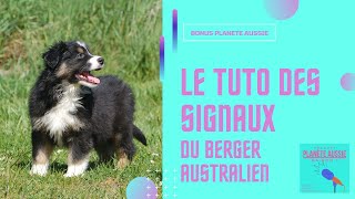 le tuto des signaux du bergeraustralien et des autres chien [upl. by Garrek]