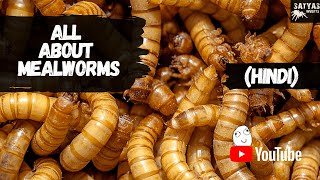 MEALWORM FARMING GUIDE HINDI [upl. by Ettenuj]