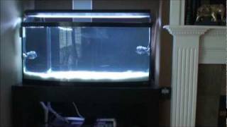 Marine Aquarium Turnover and Flow Rates Part I [upl. by Ralph152]