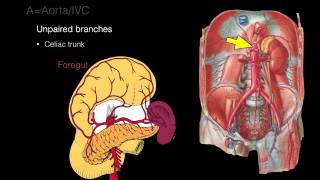 Retroperitoneal space and Retroperitoneal organs [upl. by Rumilly]