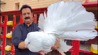 The World Biggest White Pigeon Fancy Kabootar Pigeon Colony in Your Home Hsn Entertainment [upl. by Lainad]