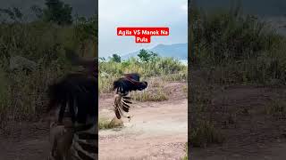 Agila VS Manok Na Pula shortvideo viralvideo shortyoutube fighting [upl. by Dnalyag879]