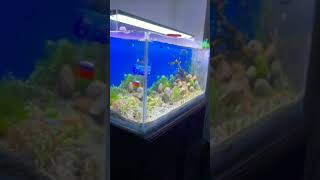 Canister filter and aquarium [upl. by Turoff]