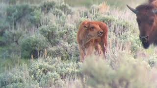 Yellowstone national park may 2023 Part 3  BIG HORNS GALORE [upl. by Haizek]