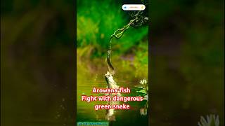 💥🦈 FISH VS SNAKE FIGHT 🐍💥 shorts shortsfeed fishlover snake fight ytshorts [upl. by Leinaj171]