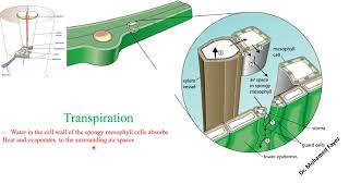 Transpiration OLevel Biology IGCSE  Dr Mohamed Fayez [upl. by Imena663]