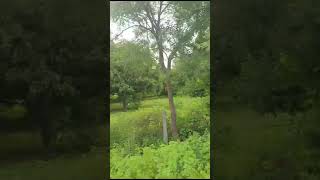 Mango Garden For Sale in Rangareddy District Hyderabad [upl. by Eilime818]