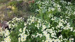 Feverfew herb identification harvesting and uses [upl. by Sokairyk]