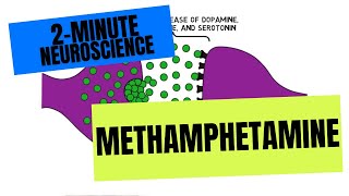 2Minute Neuroscience Methamphetamine [upl. by Einaoj]