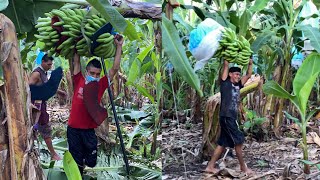 ASÍ SE TRABAJA EN LAS BANANERAS De GUATEMALA”EL TRABAJO MÁS PESADÓ DEL PAÍS 🇬🇹 [upl. by Alegnasor521]