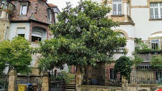 Another biggish Loquat Eriobotrya japonica Tree in Heidelberg [upl. by Beitch]