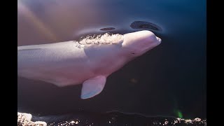 A Tale of a Whale  Hvaldimirs Journey in Norway [upl. by Zeuqcaj888]