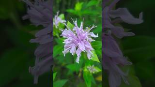 노지월동 잘 되는 모나르다베르가못🌸Monarda didyma [upl. by Kaycee]