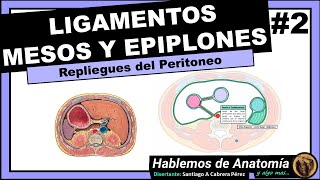 🔴 ANATOMIA👉 LIGAMENTO MESO EPIPLON Y FASCIA🟩 PERITONEO 🟪 [upl. by Maribelle]