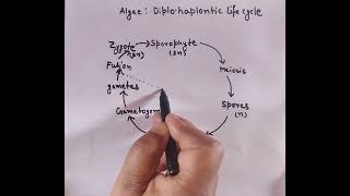 Diplohaplontic life cycle in algae diagram with important points [upl. by Tsirhc]