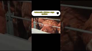 Automatic chicken cage system，chicken house egg production RETECH Farming [upl. by Anilok883]