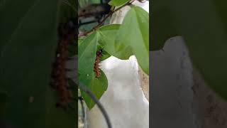 1248 butterfly 🦋 larvae nods his head [upl. by Derrej996]