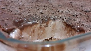 Rectte Mousse au chocolats en 3 couches facile et rapide 🍫🍫موس الشكولاطة [upl. by Ylerebmik472]