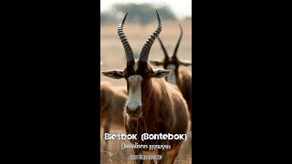 Blesbok  One Minute Wildlife Documentary shorts wildlife animals africa [upl. by Eigriv]