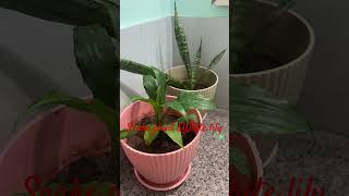 snakeplant whitelily indoorplants newentry homegardening trendingplants [upl. by Docilla]