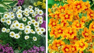 How to Plant Aster And Helianthemum SummerAutumn Guide [upl. by Essilec587]