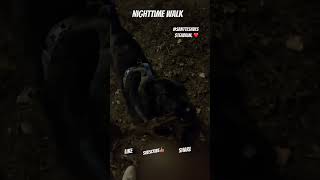 Santee Nighttime Walk santeesaves doglover family pets boston [upl. by Llerrit]