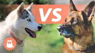 Huksy de Sibérie VS Berger Allemand 🐕 Lequel choisir [upl. by Rudyard]