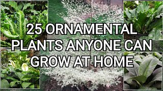 Easy to Grow Ornamental Plants  Plants in the Philippines [upl. by Arikahc183]