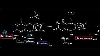 Biochemistry  FerredoxinNADP Oxidoreductase Photosynthesis Part 66 [upl. by Jair]