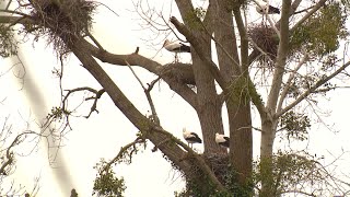 La CharenteMaritime enregistre le record de reproduction des cigognes avec plus de 900 naissances [upl. by Ahsinac735]