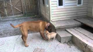 Bullmastiff Puppies 8 weeks old [upl. by Rich]