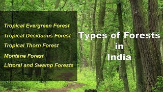 Types of Forests in India  Evergreen Deciduous Thorny Montane Littoral Swamp [upl. by Ellenyl]