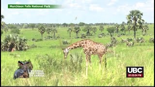 ROAD DIVERSON THROUGH MURCHISON FALLS NATIONAL PARK I MAY 23 2024 [upl. by King]