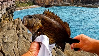 Green Cape Rock Fishing NSW Caught A Rock Cod Using Rocks Crabs For Bait [upl. by Imoyik]