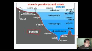 Ocean Life Part 1 Types amp Regions [upl. by Ylenats]