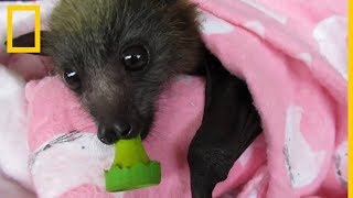 Esta mujer rescata a adorables crías de murciélago  National Geographic en Español [upl. by Absa]