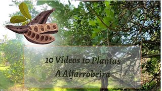 10 Vídeos 10 Plantas  A Alfarrobeira Ceratonia siliqua [upl. by Tattan]