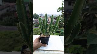 Stapelia Gigantea🔥 For Sell [upl. by Ulu194]