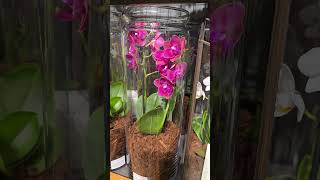 Лондон Орхидеи Каскады Мультифлора ПилорLondon Orchids Cascades Multiflora Pilor [upl. by Mehitable]