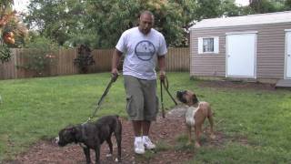 Dog Training  Socializing Aggressive Dogs [upl. by Coltin]